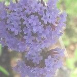 Verbena bonariensisফুল