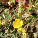 Potentilla verna Blüte