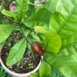 Synsepalum dulcificum ফল