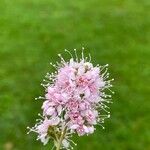 Spiraea salicifoliaKvět