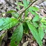 Psychotria horizontalis Hostoa