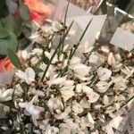 Retama raetam Fleur