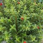 Euphorbia pyrenaica Leht