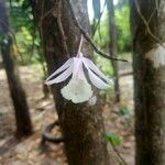 Dendrobium aphyllum Цвят