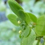 Callitriche brutia Mosusu