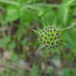 Knautia drymeia Frukto