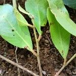 Parinari parvifolia Liść