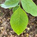 Fraxinus latifoliaLapas