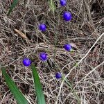 Dianella ensifolia Fruto