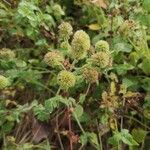 Mentha pulegium Fruit