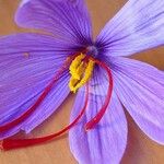 Crocus sativus Цветок