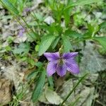 Viola pedatifida 花