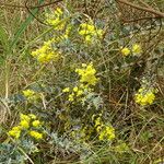 Acacia podalyriifolia Hábito