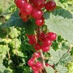 Ribes rubrum Fruit