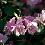 Rhododendron williamsianum Flower