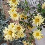 Chrysanthemum × grandiflorum Žiedas