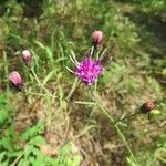 Vernonia texana Flor