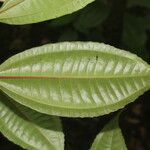 Miconia lateriflora Feuille