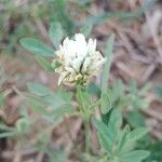 Trifolium alexandrinum 花