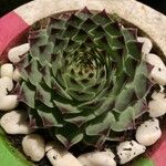 Sempervivum calcareum Blad