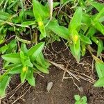 Commelina africana Leaf