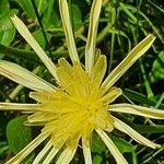Launaea hafunensis Λουλούδι