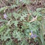 Solanum dimidiatum برگ