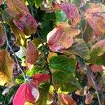 Parrotia persica पत्ता