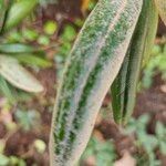 Rhododendron degronianum Blatt