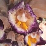 Cistanche violacea Flower