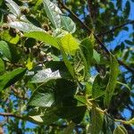 Ficus coronata Folio