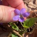 Viola hirtaFlor