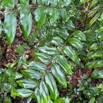 Cnestis polyphylla Leaf