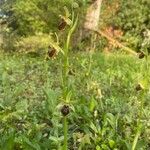 Ophrys aranifera عادت