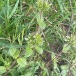 Cerastium glomeratum Hábitos