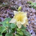 Aquilegia pubescens ফুল