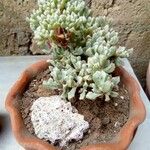 Lampranthus deltoides Leaf