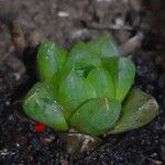 Haworthia cymbiformisYaprak