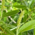 Salix × fragilis Flower