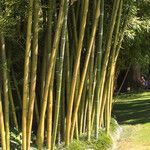 Phyllostachys aureosulcata বাকল