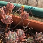 Sedum pachyphyllumഇല