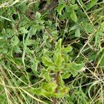 Commiphora schimperi Leaf