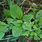 Circaea canadensis Feuille