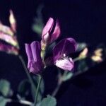 Vicia americana Flor