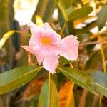 Tabebuia pallida Květ