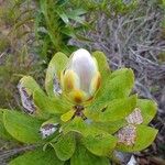 Melaleuca dawsonii