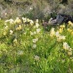 Freesia leichtlinii Blad