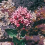 Ageratina occidentalis Цветок