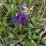 Polygala microphylla Fiore