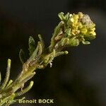 Dichasianthus runcinatus ᱮᱴᱟᱜ